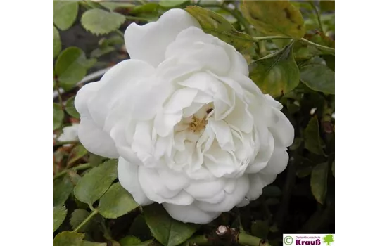 Bodendeckerrose 'Swany'® Bodendeckerrose 'Swany'®