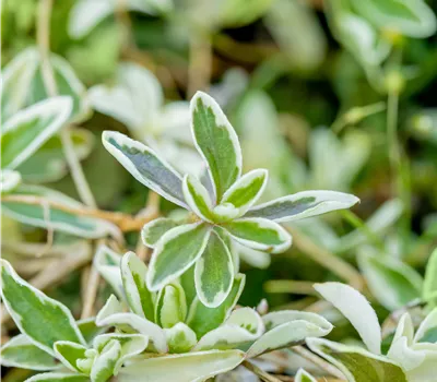 Arabis ferdinandi-coburgii 'Variegata'