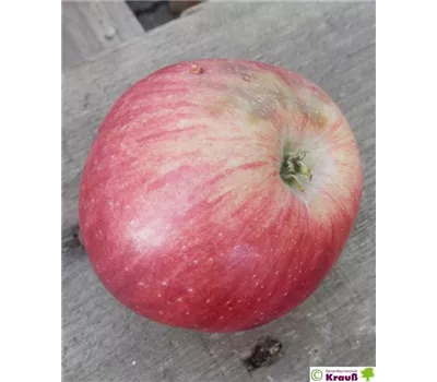 Malus domestica 'Aport'