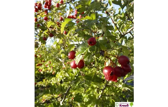 Eingriffeliger Weißdorn