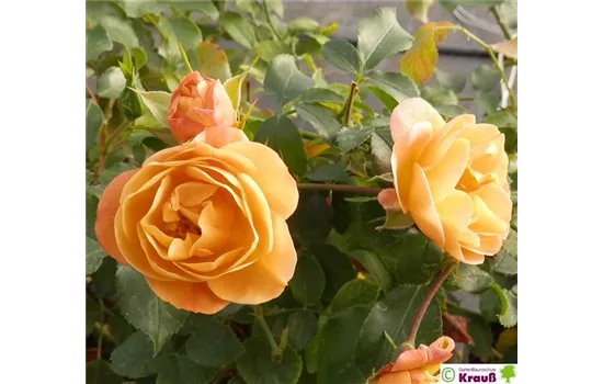 Kleinstrauchrose 'Sedana'® Kleinstrauchrose 'Sedana'®