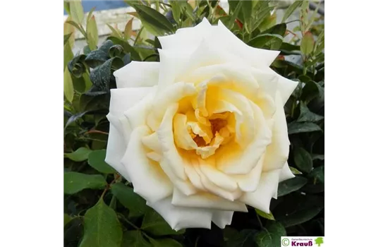 Edelrose 'Ambiente'® Edelrose 'Ambiente'®