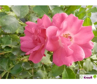Rosa 'Heidetraum'®