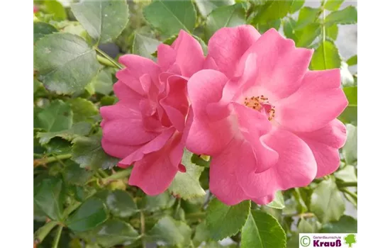Bodendeckerrose 'Heidetraum'® Bodendeckerrose 'Heidetraum'®