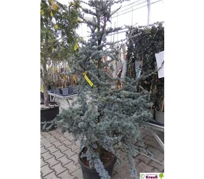 Cedrus atlantica 'Glauca'