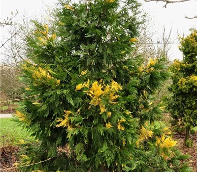 Calocedrus decurrens 'Aureovariegata'