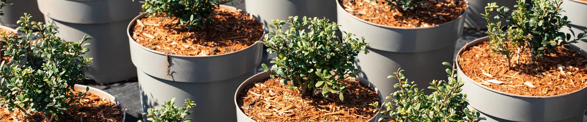 Japanische Stechpalme