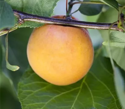 Prunus armeniaca 'Aprigold'®