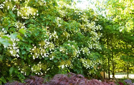 Kletterhortensie Kletterhortensie