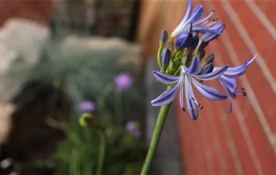 Afrikanische Schmucklilie - Einpflanzen im Garten Afrikanische Schmucklilie - Einpflanzen im Garten