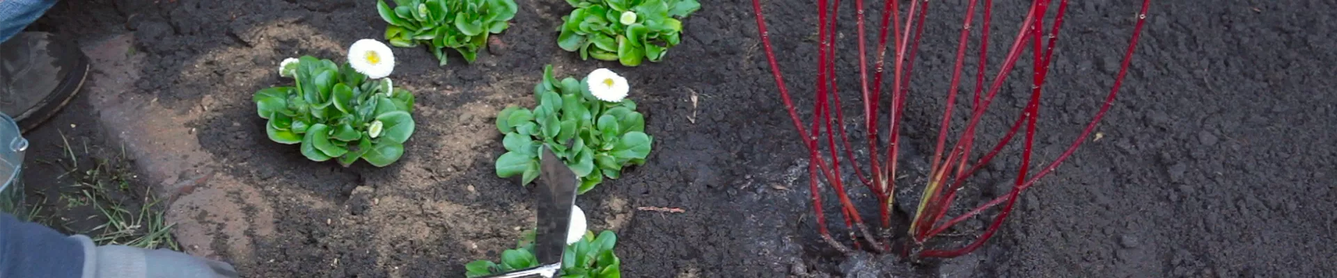 Gänseblümchen - Einpflanzen im Garten (thumbnail) Gänseblümchen - Einpflanzen im Garten (thumbnail)