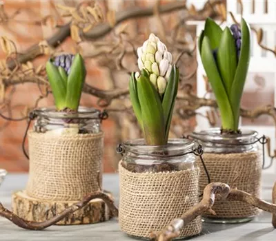 Hyazinthen als Dekoration zu Weihnachten