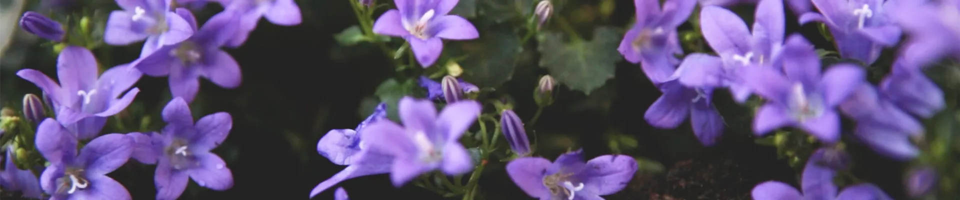 Dalmatiner-Polsterglockenblume - Einpflanzen im Garten (Thumbnail) Dalmatiner-Polsterglockenblume - Einpflanzen im Garten (Thumbnail)