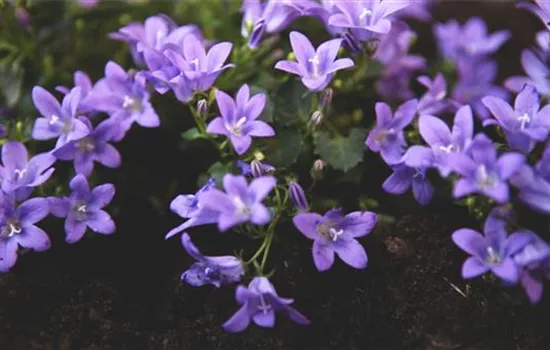 Dalmatiner Polster-Glockenblume - Einpflanzen im Garten Dalmatiner Polster-Glockenblume - Einpflanzen im Garten