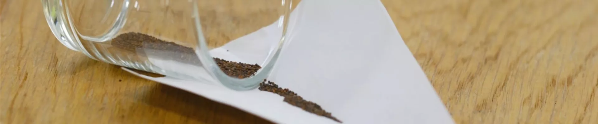 Thymian - Aussaat (Thumbnail)