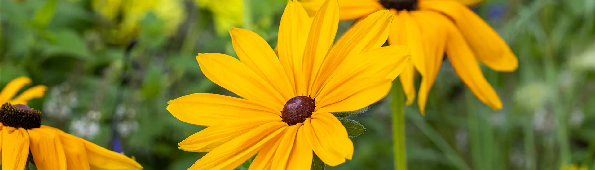 Rudbeckia hirta