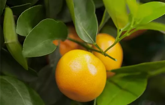 Orange Orange