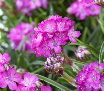 Armeria maritima