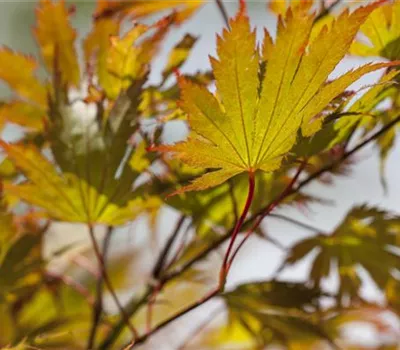 Acer palmatum i.S.
