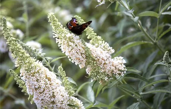 Sommerflieder 'White Profusion' Sommerflieder 'White Profusion'