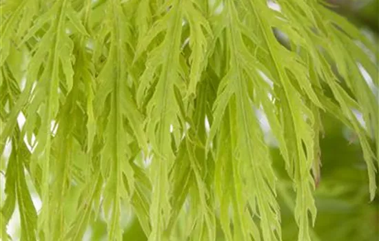 Grüner Schlitzahorn 'Dissectum' Grüner Schlitzahorn 'Dissectum'
