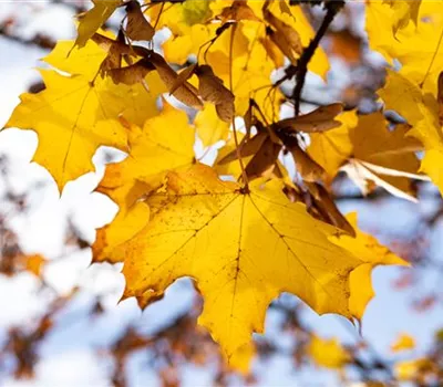 Acer platanoides 'Emerald Queen'