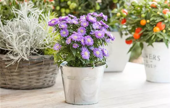 Kissen-Aster