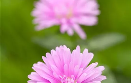Kissen-Aster
