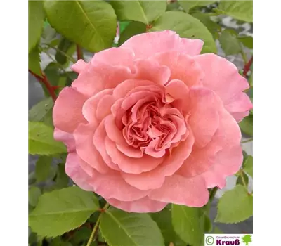Rosa 'Augusta Luise'®