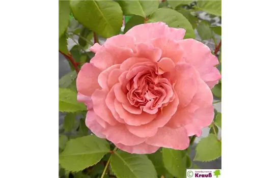 Edelrose 'Augusta Luise'®
