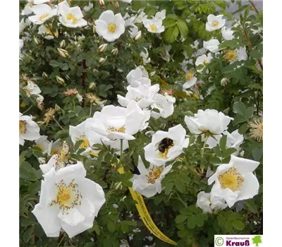 Rosa pimpinellifolia