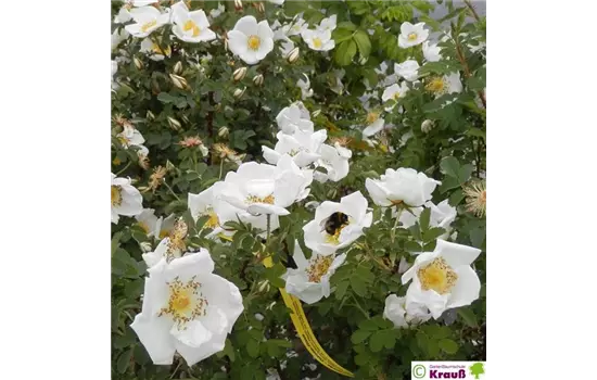 Dünenrose / Bibernellrose