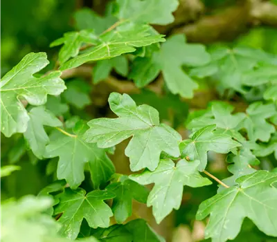 Acer campestre 'Nanum'