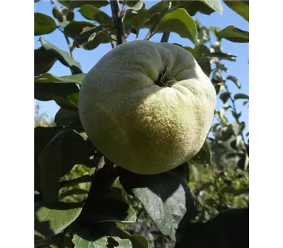 Cydonia oblonga 'Limon Ayvasi'
