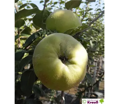Cydonia oblonga 'Konstantinopeler Apfelquitte'