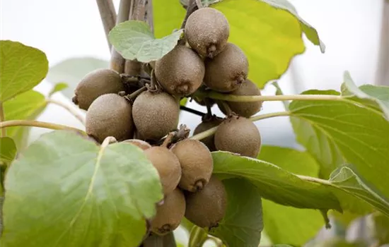 Kiwi 'Jenny' Kiwi 'Jenny'