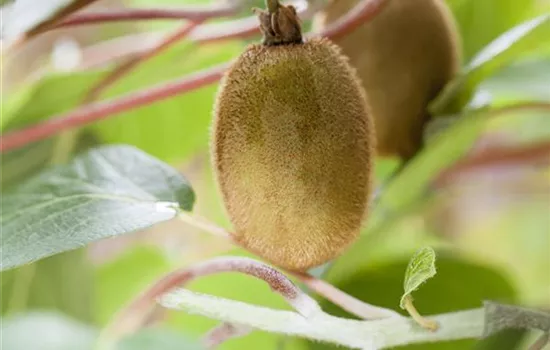 Kiwi 'Hayward' Kiwi 'Hayward'