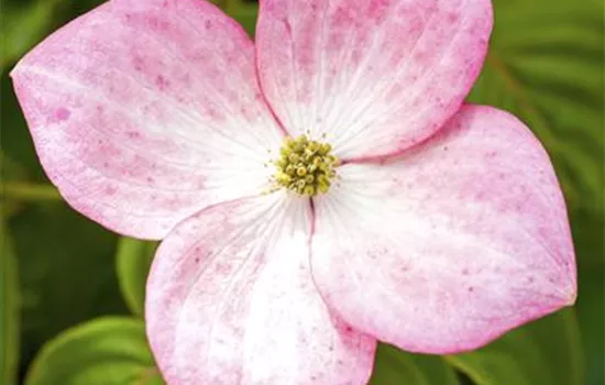 Japanischer Blumen-Hartriegel 'Satomi'® Japanischer Blumen-Hartriegel 'Satomi'®