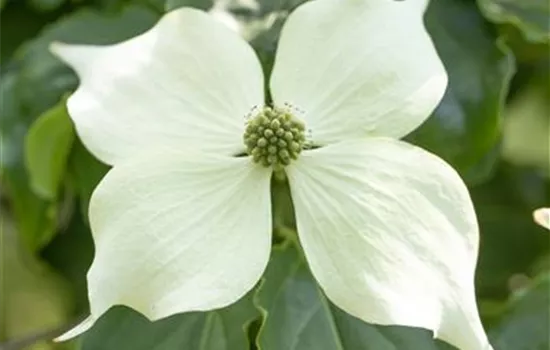 Blumen-Hartriegel 'Venus'® Blumen-Hartriegel 'Venus'®