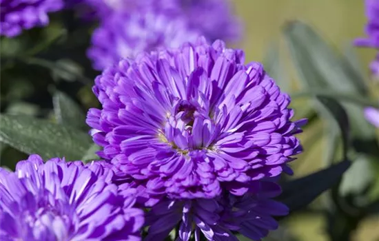 Glattblatt-Aster 'Victoria'®