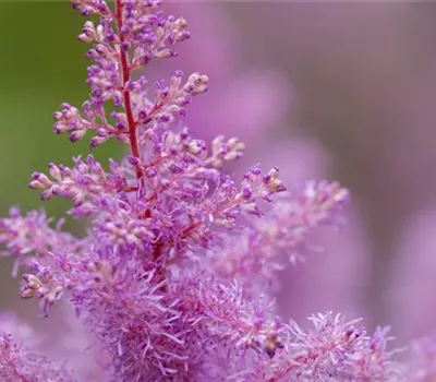 Astilbe x arendsii, rosa