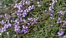 Besenheide