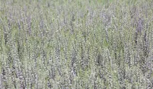 Besenheide
