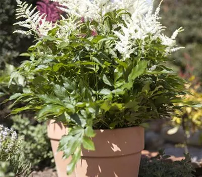 Astilbe x arendsii, weiß