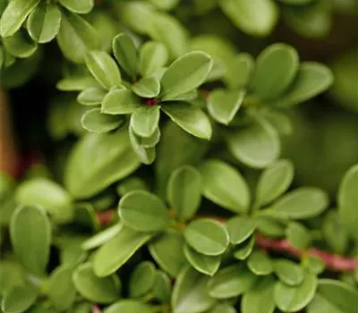 Cotoneaster dammeri 'Frieders Evergreen'
