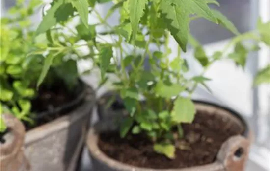 Mexikanische Duftnessel