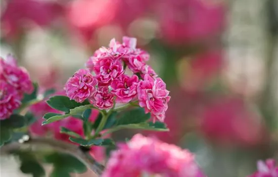 Echter Rotdorn 'Paul´s Scarlet' Echter Rotdorn 'Paul´s Scarlet'