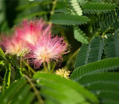 Albizia julibrissin 'Ombrella'