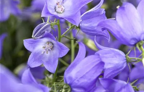 Glockenblume 'Mary Mee'® Glockenblume 'Mary Mee'®