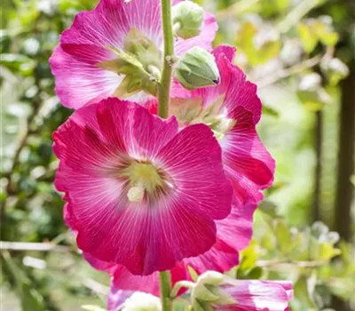 Alcea ficifolia